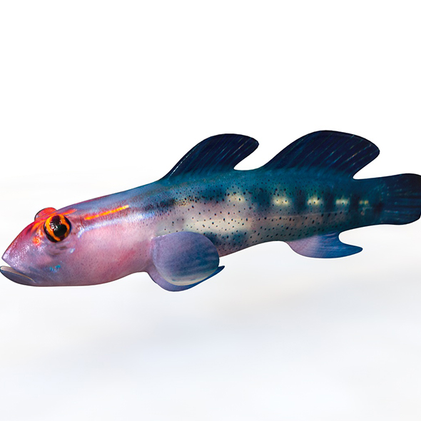 Red Head Goby - 3Docean 33999033