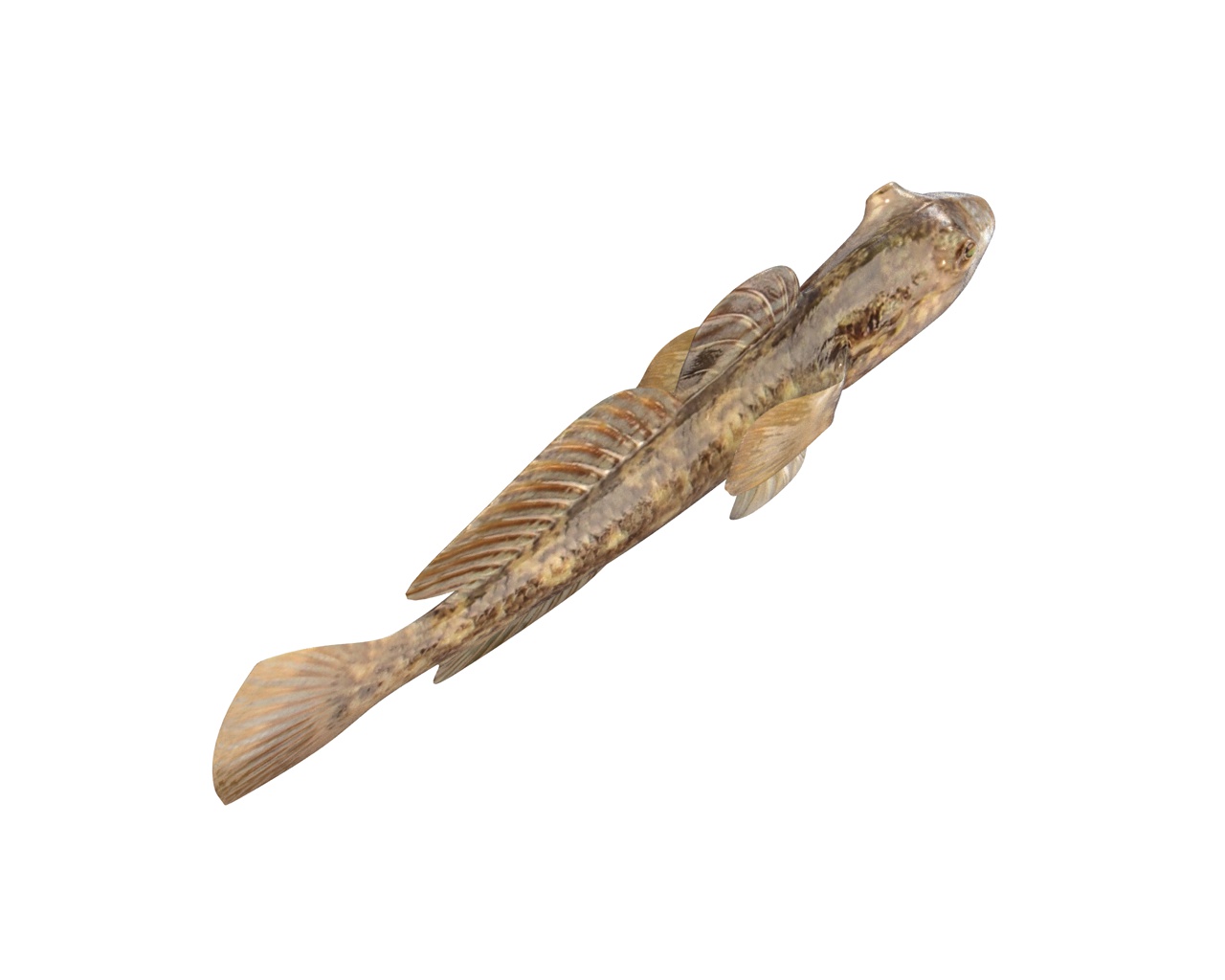 goby fish 3D Models to Print - yeggi