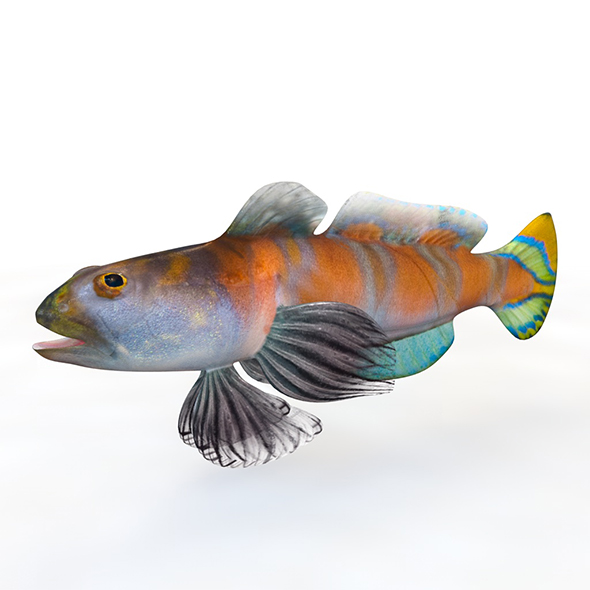 Shrimp Goby fish - 3Docean 33999052