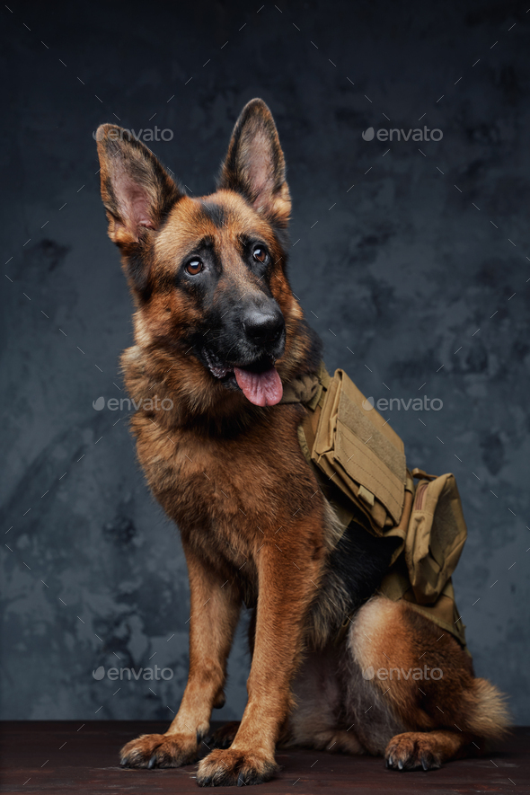 German shop shepherd backpack