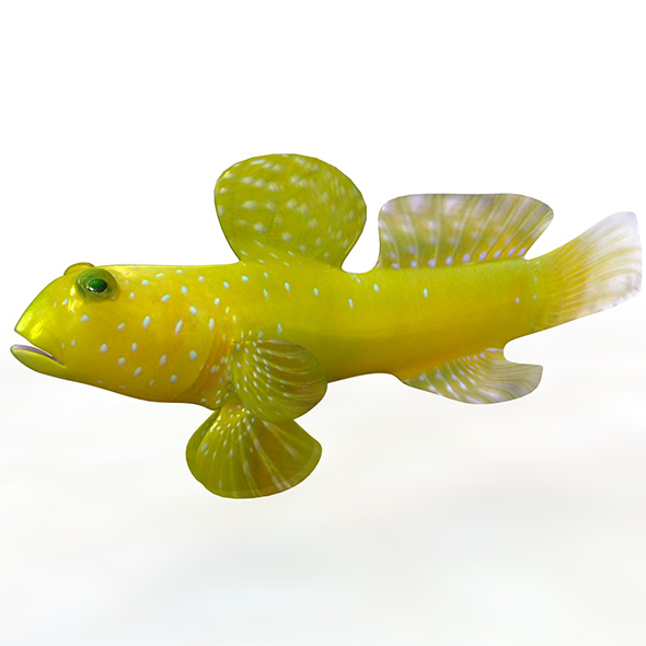 Yellow Watchman Goby - 3Docean 33999064