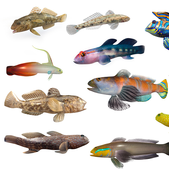 goby fish collection - 3Docean 33999114