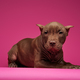 Staffordshire bullterrier dog with chain against pink background - PhotoDune Item for Sale
