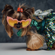 Canine pet yorkshire terrier breed weared in dress - PhotoDune Item for Sale