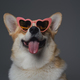 Cheerful doggy with heart shaped eyeglasses against gray background - PhotoDune Item for Sale