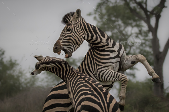 Two zebras, Equus quagga, raise up on their hind legs and fight