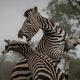 Two zebra, Equus quagga, stand on their hind legs rearing and fight, biting  showing teeth Stock Photo by Mint_Images