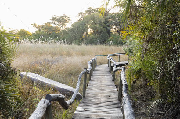 Wooden walkway at a safari camp in the Okavango Delta, Botswana.