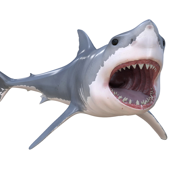 Great white shark - 3Docean 34013731