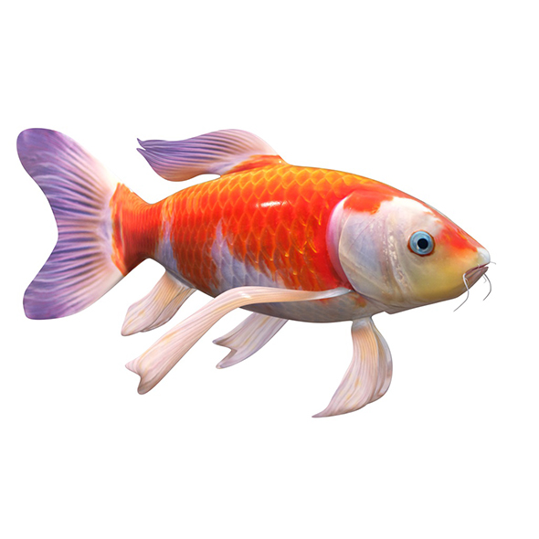 Koi fish 3d - 3Docean 34013807
