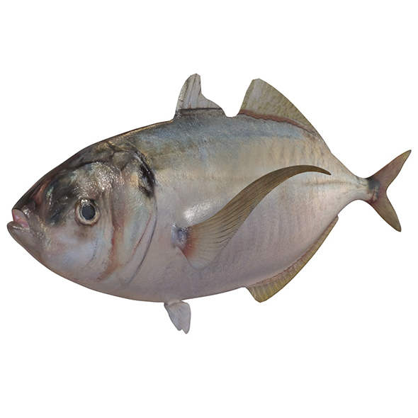 Pacific Bumper fish - 3Docean 34013958