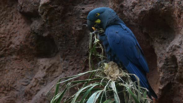 Lear's macaw (Anodorhynchus leari), large all-blue Brazilian parrot alt