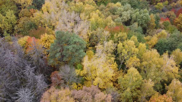Autumn Forest Aerial Drone View