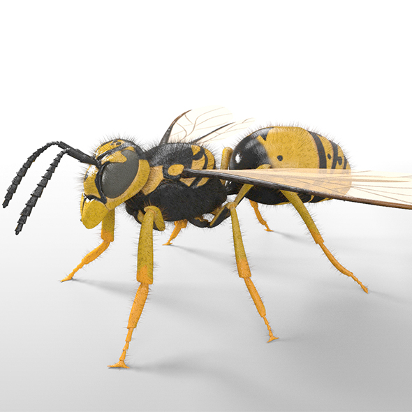 Wasp insect 3d - 3Docean 33992370