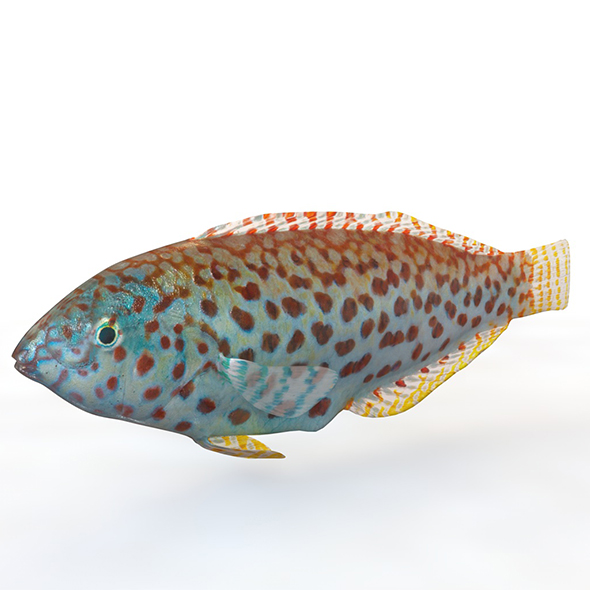 Pakoko Wrasse fish - 3Docean 34023535