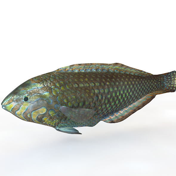 Pakoko WrasseFish 3d - 3Docean 34023560
