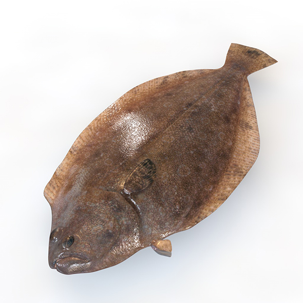 Panamic Flounder fish - 3Docean 34023602