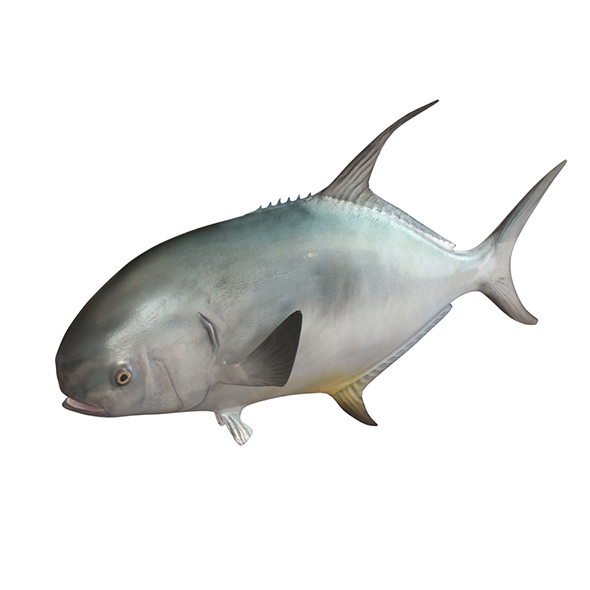 Permit fish 3d - 3Docean 34023609