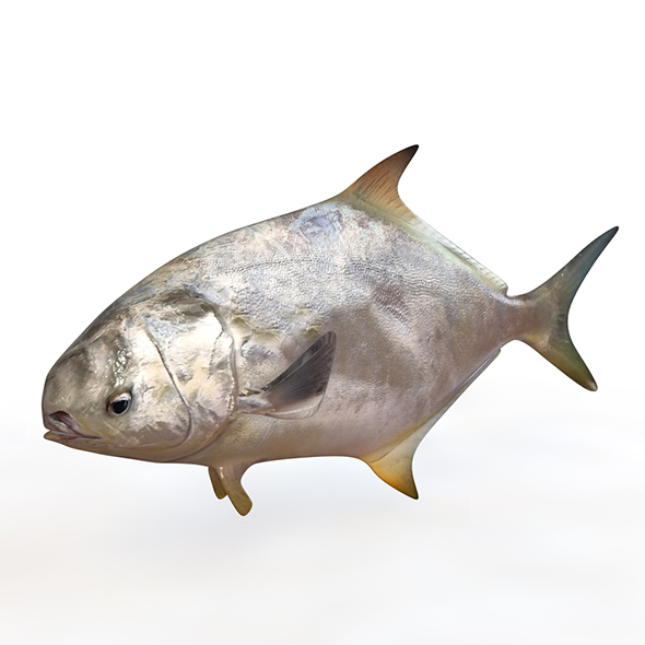 Pompano fish 3d - 3Docean 34023786