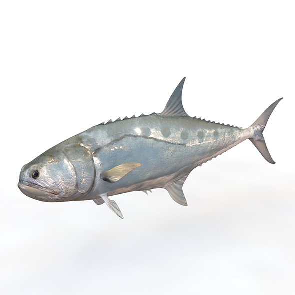 Queenfish 3d model - 3Docean 34023797