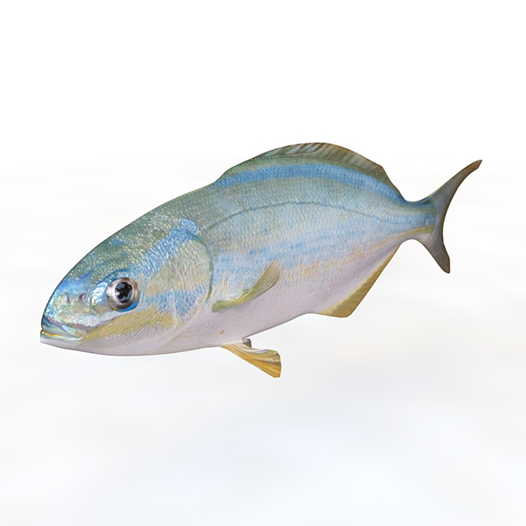 Rainbow Chub fish - 3Docean 34023811