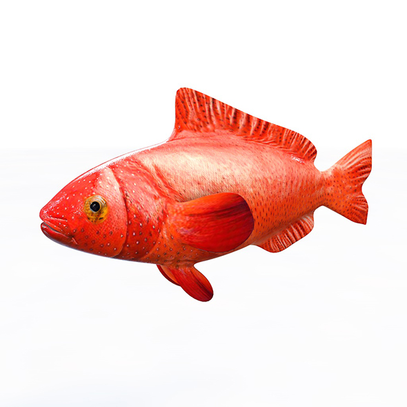 Red Grouper Fish - 3Docean 34023823