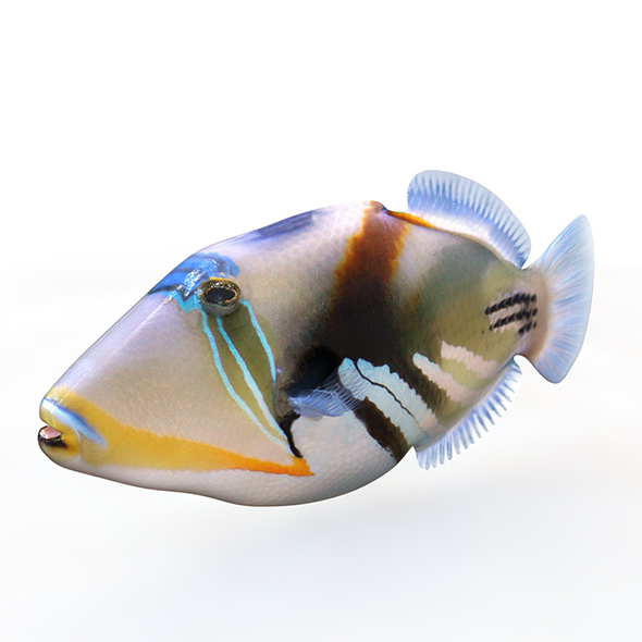 Reef Triggerfish 3d - 3Docean 34023831
