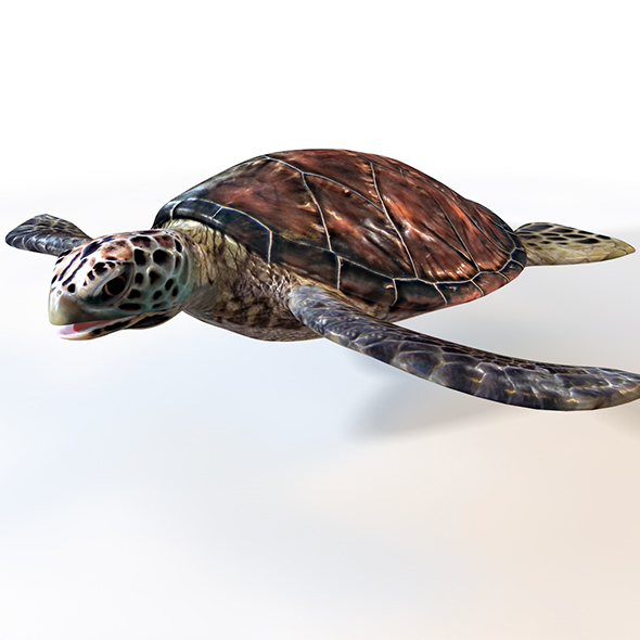 Sea Turtle 3d - 3Docean 34023839