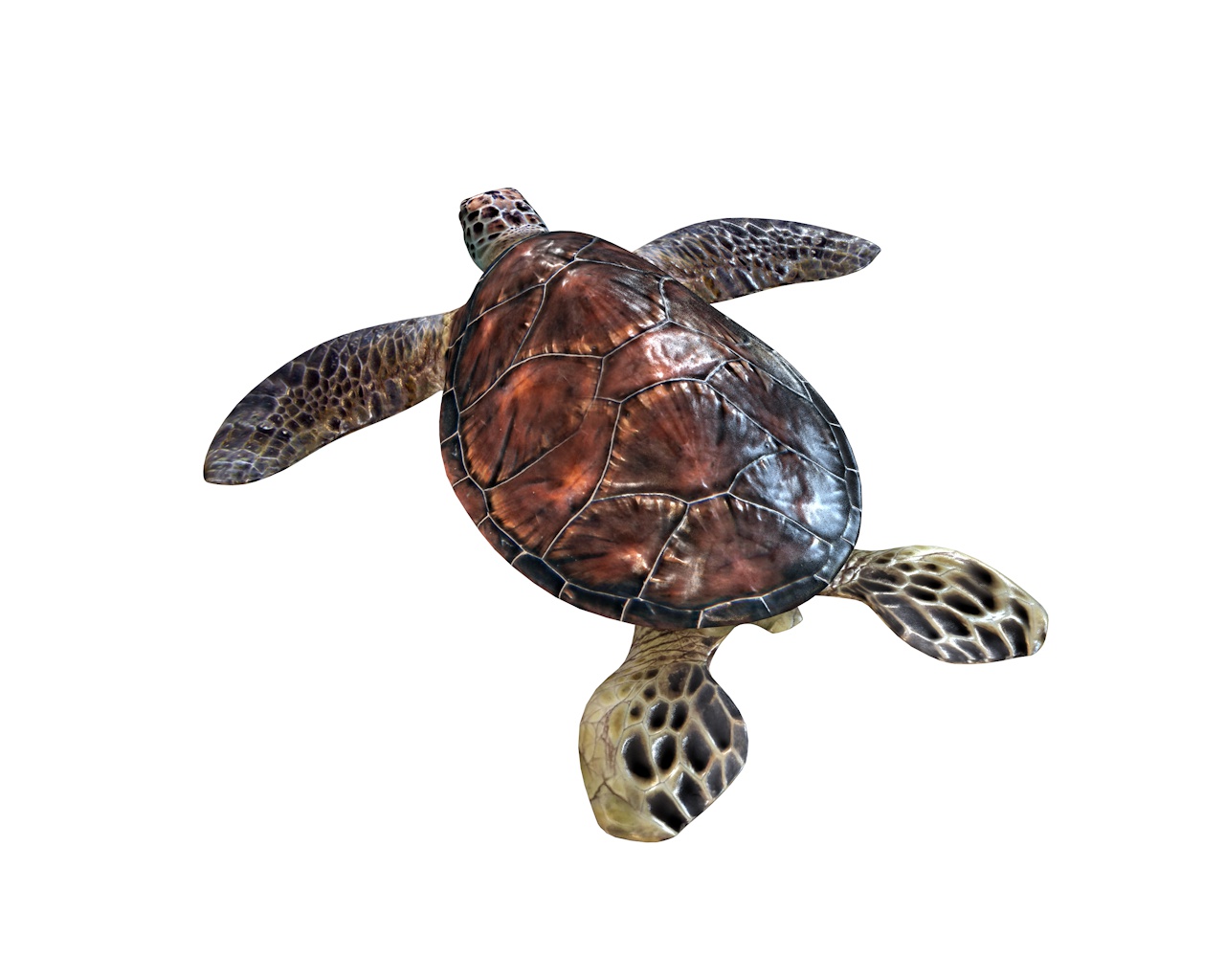 Sea Turtle 3d model by TurboCG | 3DOcean