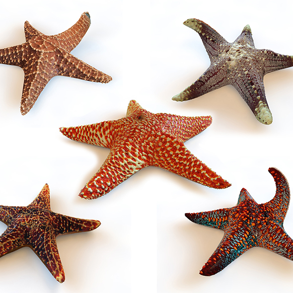 star fish 5 - 3Docean 34023871