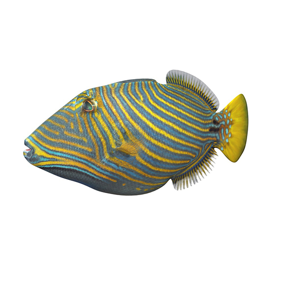 Undulate Trigger fish - 3Docean 34023932