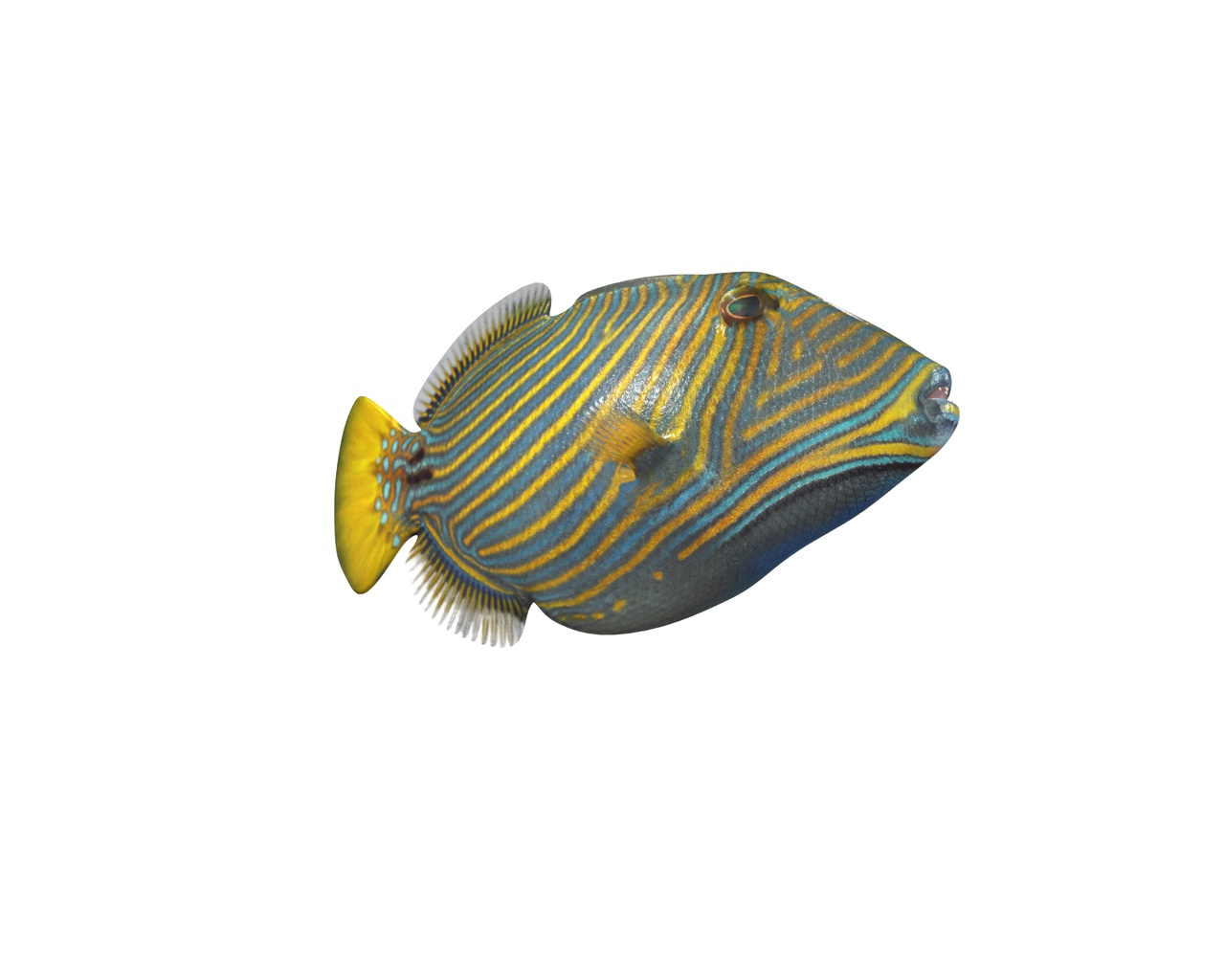 Undulate Trigger fish 3d model by TurboCG | 3DOcean