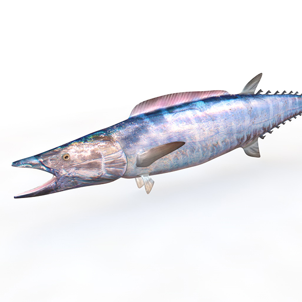 Wahoo fish 3d - 3Docean 34023955