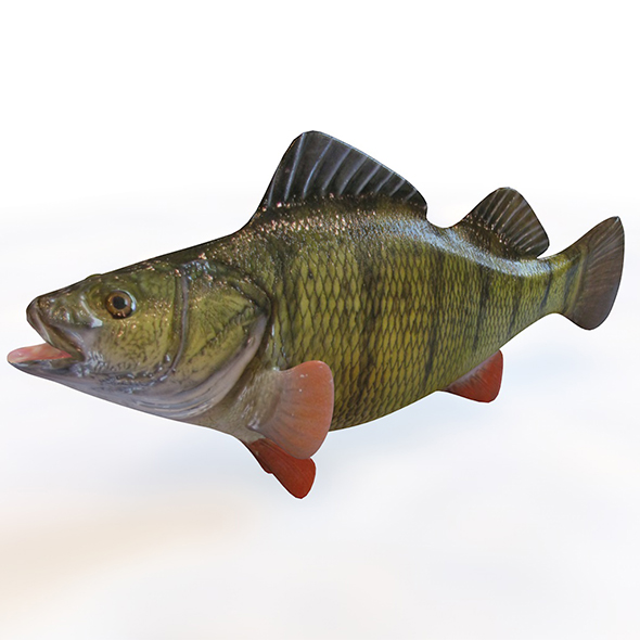 Yellow Perch fish - 3Docean 34023964
