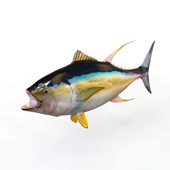 Yellowfin Tuna fish - 3Docean 34023968