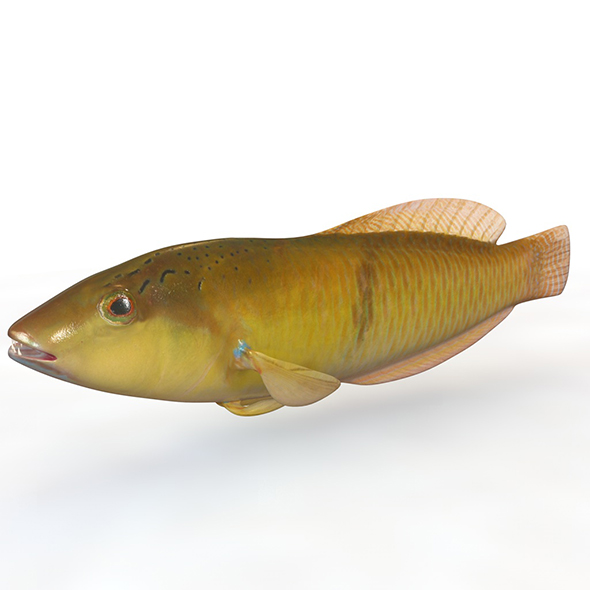 Yellowhead Wrasse fish - 3Docean 34023977