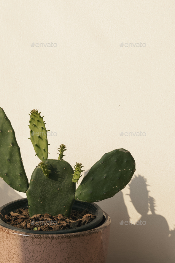 3,400+ Blue Prickly Pear Stock Photos, Pictures & Royalty-Free Images -  iStock
