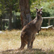Old Kangaroo - VideoHive Item for Sale
