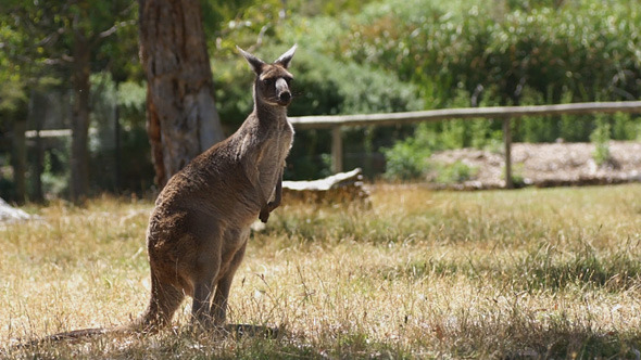 Old Kangaroo