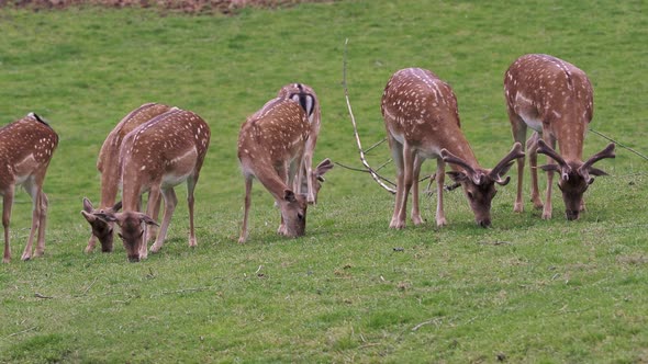 Fallow deer family in a green meadow in summer (Dama dama)