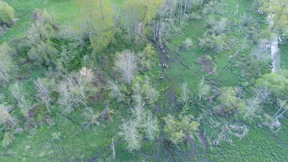 Gang Of Elk Wander Through Wetlands Top Down Aerial View alt