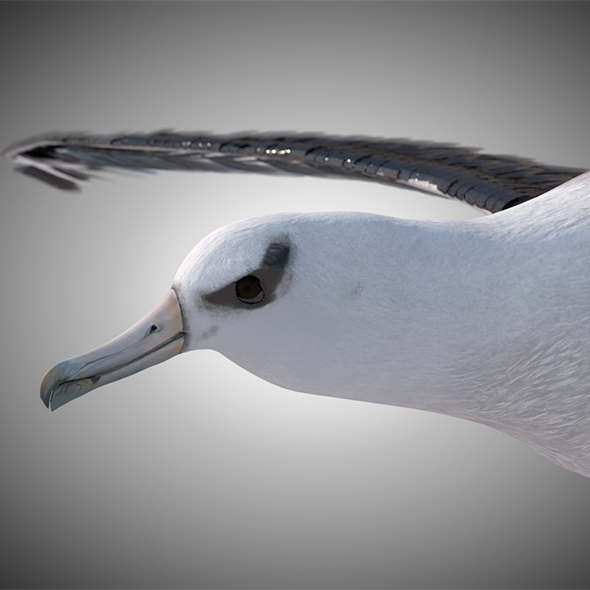 Albatross birds 3d - 3Docean 34028147