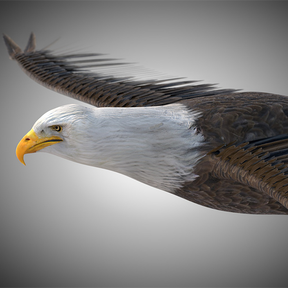Bald Eagle birds - 3Docean 34028153