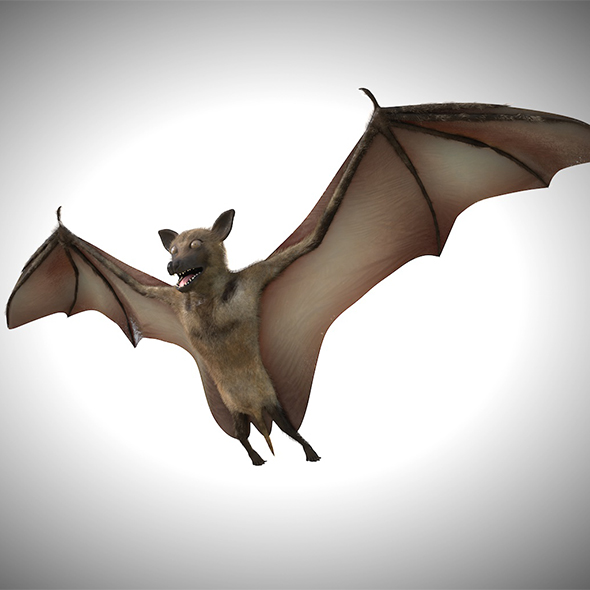 Bat Bird3D Model - 3Docean 34028159