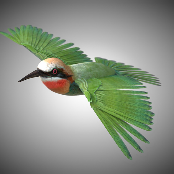 Bee Eater Bird3D - 3Docean 34028163