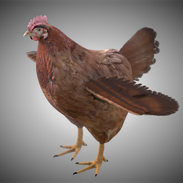 Chicken Hen Bird3D - 3Docean 34028205