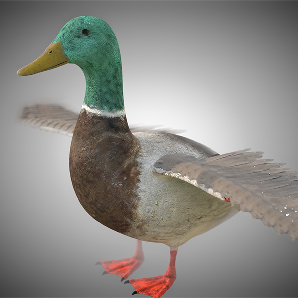 Duck birds 3d - 3Docean 34028221