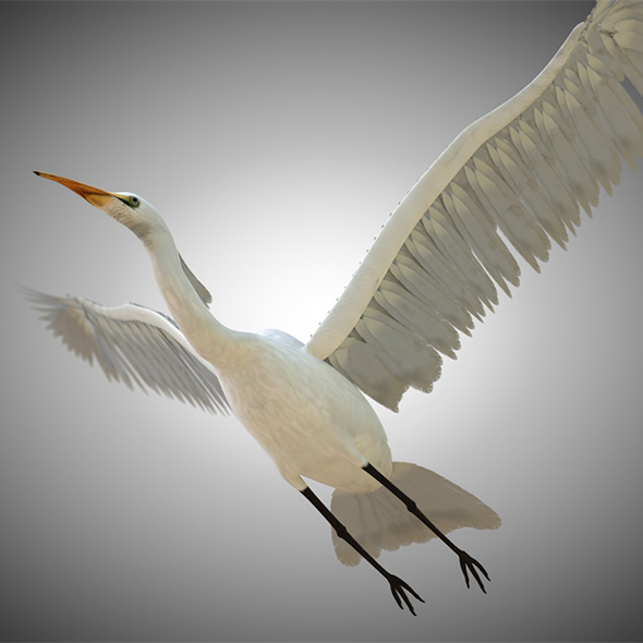 Egret Bird 3D - 3Docean 34028245