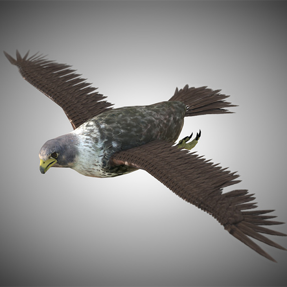Falcon bird 3d - 3Docean 34028269