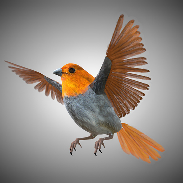 Finch Bird3D Model - 3Docean 34028283